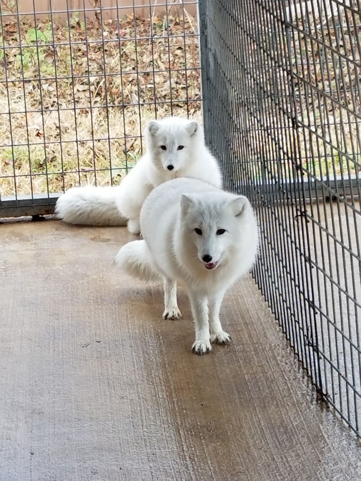 exotic animals 3